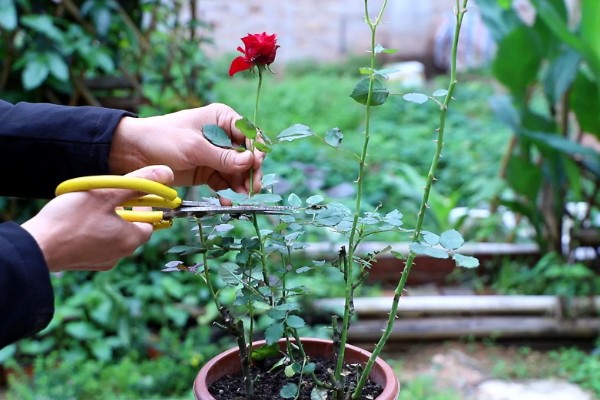 地栽滕本月季怎样施肥,春秋每半个月施加一次稀薄的液肥