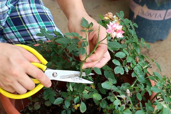 地栽滕本月季怎样施肥,春秋每半个月施加一次稀薄的液肥