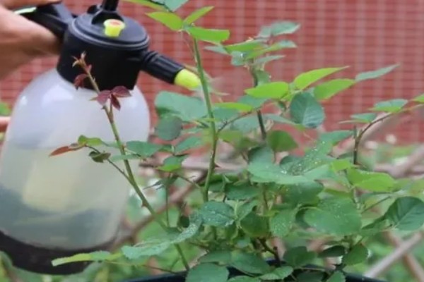 地栽滕本月季怎样施肥,春秋每半个月施加一次稀薄的液肥