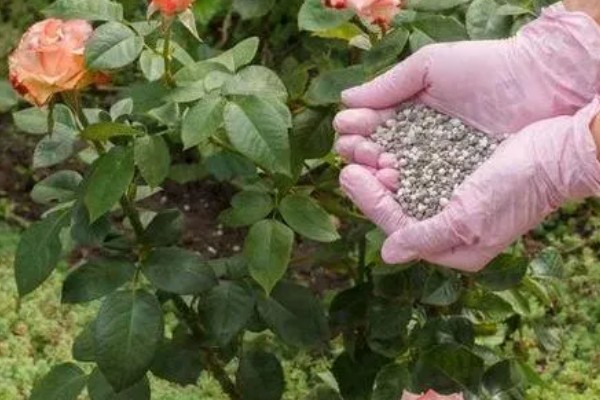 地栽滕本月季怎样施肥,春秋每半个月施加一次稀薄的液肥