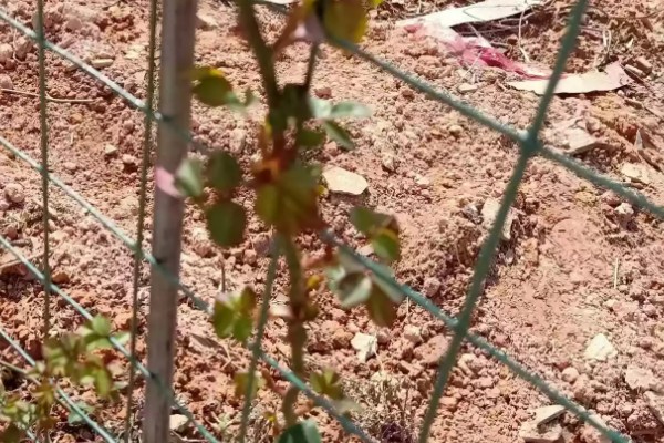 地栽滕本月季怎样施肥,春秋每半个月施加一次稀薄的液肥