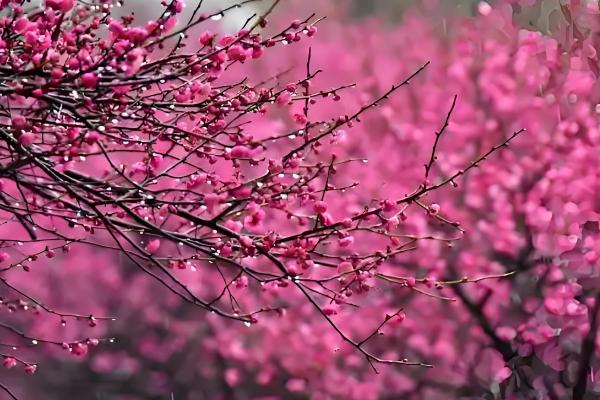 梅有哪些雅称，有暗香、玉玲珑、状元花等