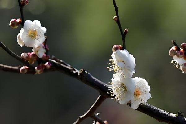 梅有哪些雅称，有暗香、玉玲珑、状元花等