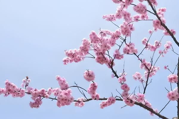 梅有哪些雅称，有暗香、玉玲珑、状元花等