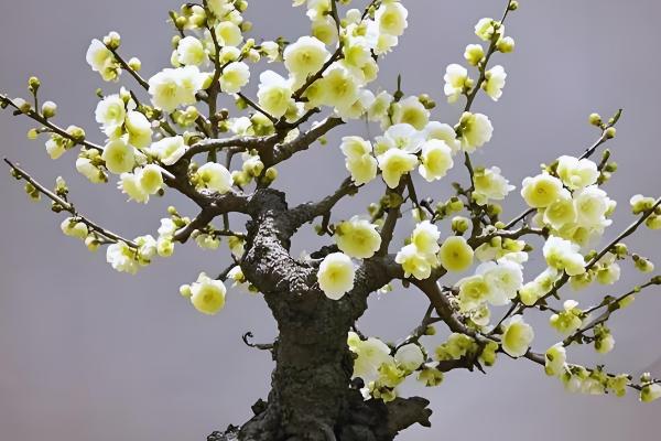 梅有哪些雅称，有暗香、玉玲珑、状元花等