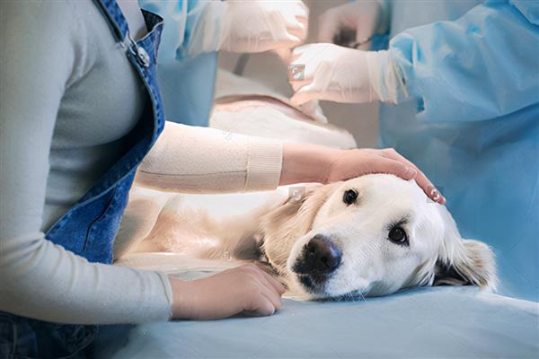 狗绝育的最佳时机，身体健康就可以手术