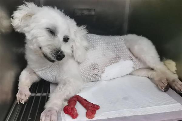 狗绝育的最佳时机，身体健康就可以手术