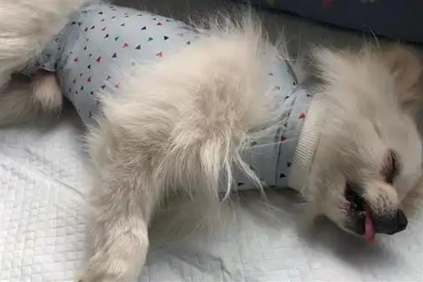 狗绝育的最佳时机，身体健康就可以手术