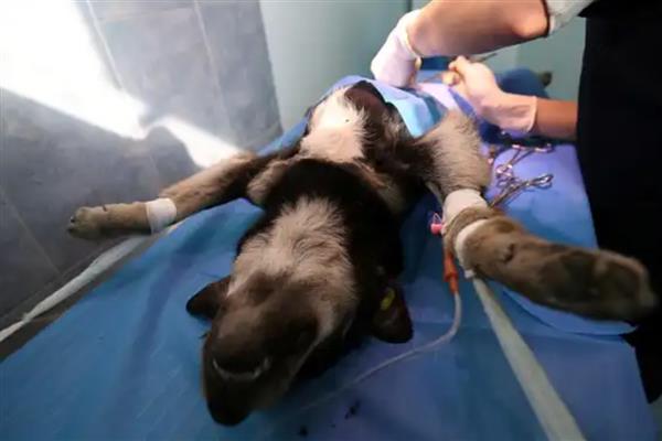 狗绝育的最佳时机，身体健康就可以手术