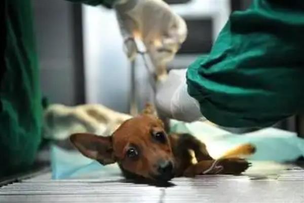 狗绝育的最佳时机，身体健康就可以手术