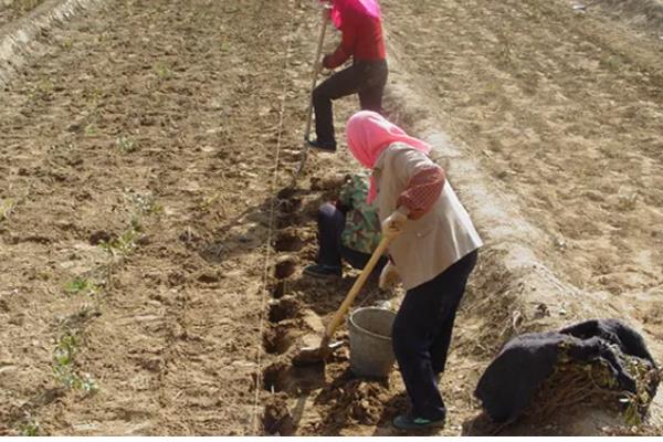 木薯的种植方法，一年需要进行两次施肥