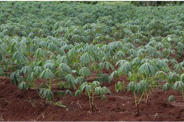 木薯的种植方法，一年需要进行两次施肥