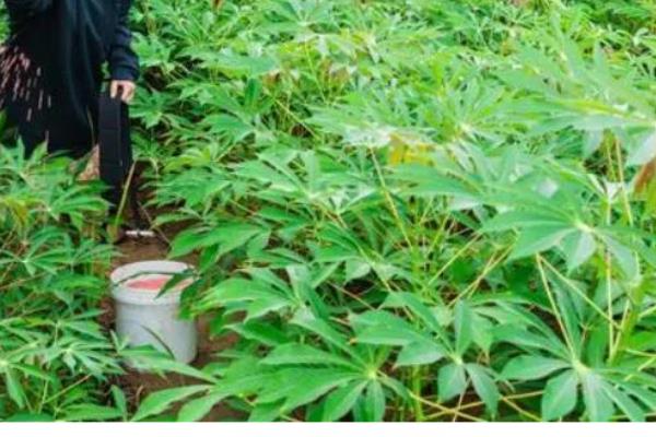 木薯的种植方法，一年需要进行两次施肥