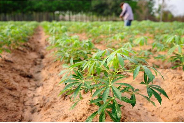 木薯的种植方法，一年需要进行两次施肥
