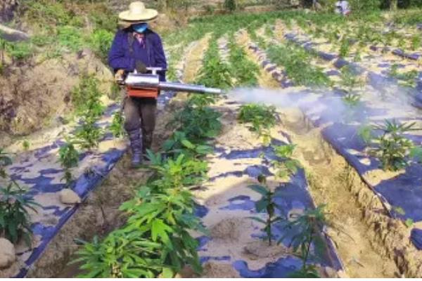 木薯的种植方法，一年需要进行两次施肥