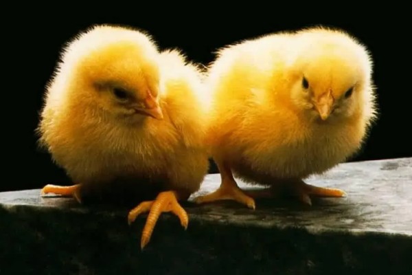 小鸡多久能长大，土鸡一般需要4-6个月