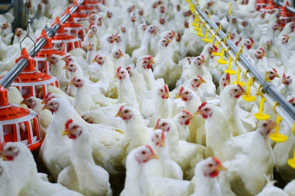 小鸡多久能长大，土鸡一般需要4-6个月