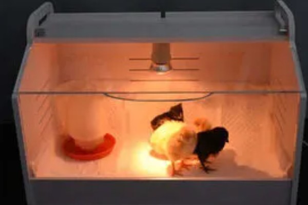 小鸡多久能长大，土鸡一般需要4-6个月