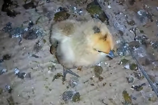 小鸡多久能长大，土鸡一般需要4-6个月