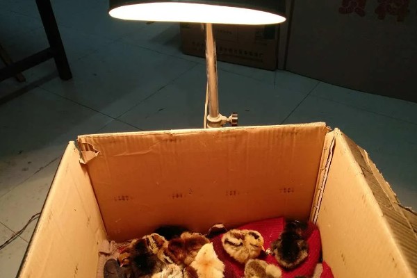 小鸡多久能长大，土鸡一般需要4-6个月