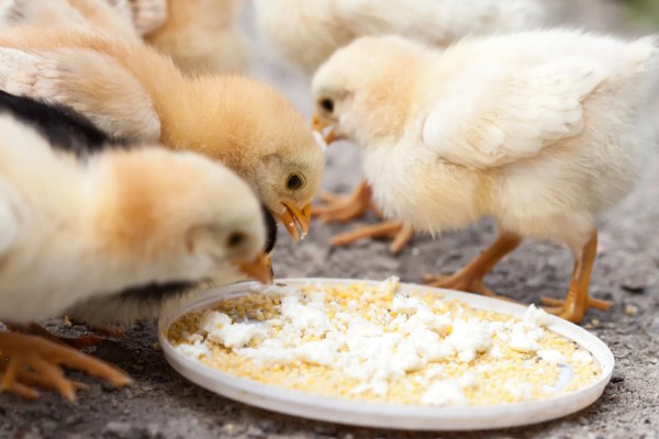 小鸡多久能长大，土鸡一般需要4-6个月