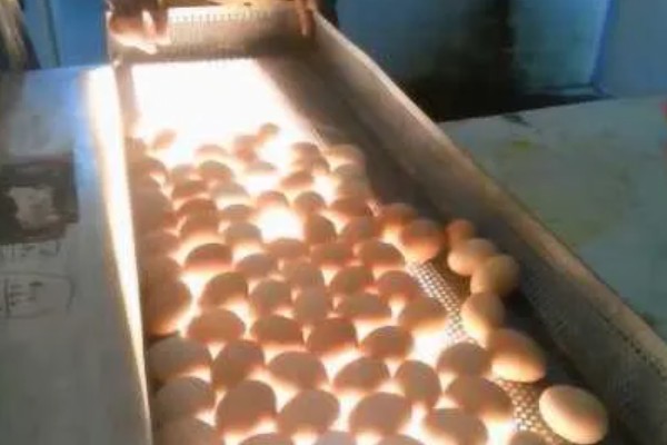 小鸡多久能长大，土鸡一般需要4-6个月