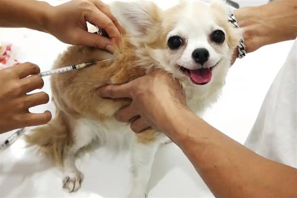 犬细小病毒感染症状，分为肠炎型和心肌炎型