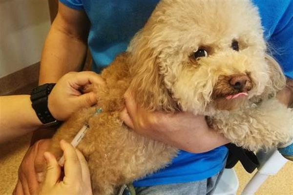 犬细小病毒感染症状，分为肠炎型和心肌炎型