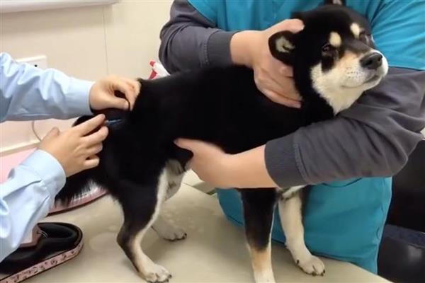 犬细小病毒感染症状，分为肠炎型和心肌炎型