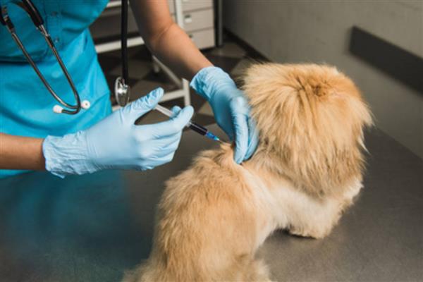 犬细小病毒感染症状，分为肠炎型和心肌炎型