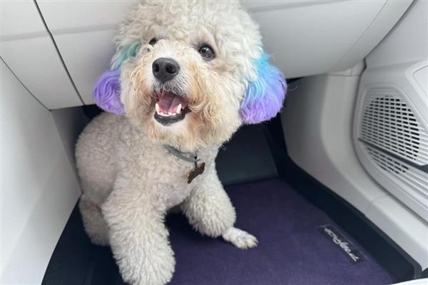 犬细小病毒感染症状，分为肠炎型和心肌炎型