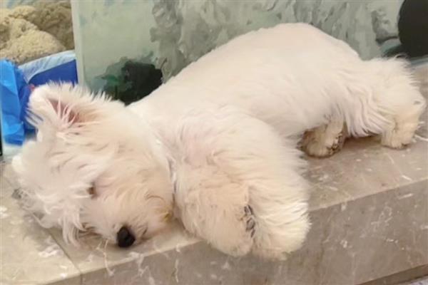 犬细小病毒感染症状，分为肠炎型和心肌炎型