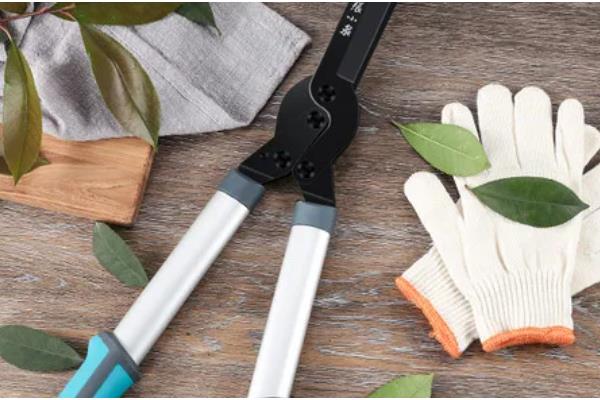 仙客来如何分株,切割位置根据块茎上幼芽分布来决定