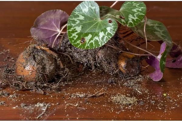 仙客来如何分株,切割位置根据块茎上幼芽分布来决定