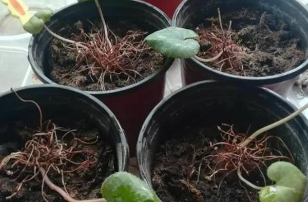 仙客来如何分株,切割位置根据块茎上幼芽分布来决定