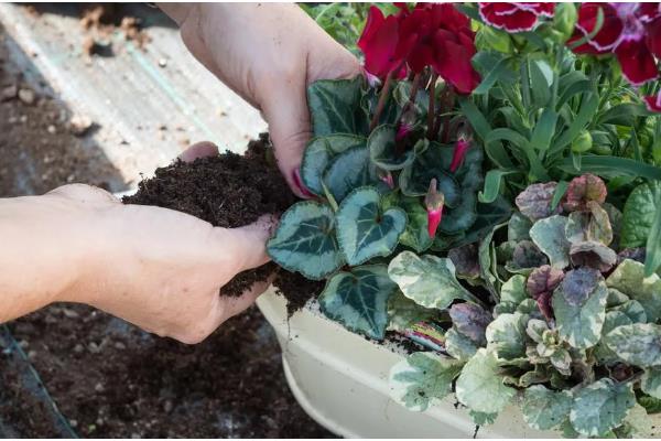 仙客来如何分株,切割位置根据块茎上幼芽分布来决定