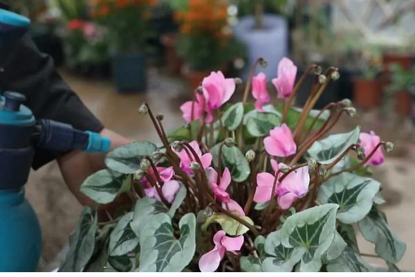 仙客来如何分株,切割位置根据块茎上幼芽分布来决定