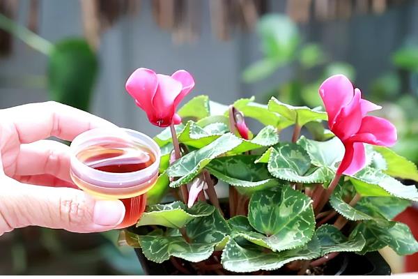 仙客来如何分株,切割位置根据块茎上幼芽分布来决定