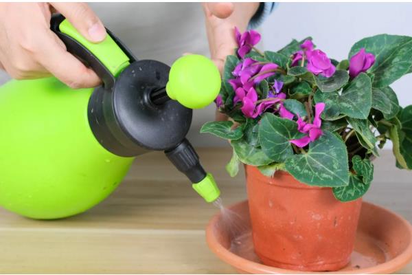 仙客来如何分株,切割位置根据块茎上幼芽分布来决定