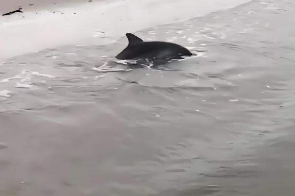 海豚搁浅的意思，就是海豚进入了浅水区或海滩上