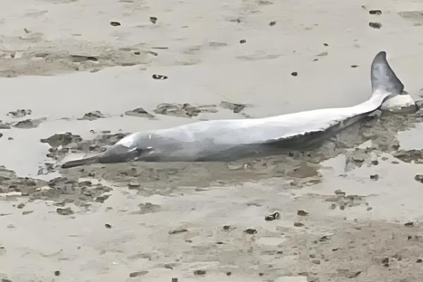 海豚搁浅的意思，就是海豚进入了浅水区或海滩上