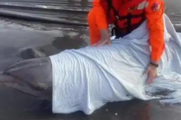 海豚搁浅的意思，就是海豚进入了浅水区或海滩上