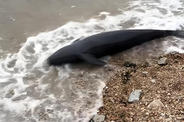 海豚搁浅的意思，就是海豚进入了浅水区或海滩上
