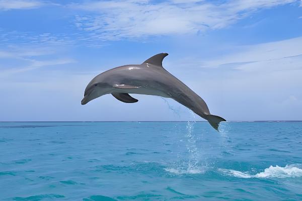 海豚搁浅的意思，就是海豚进入了浅水区或海滩上