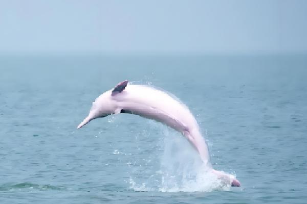 海豚搁浅的意思，就是海豚进入了浅水区或海滩上