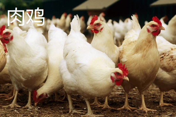 肉鸡与血鸡的区别，自然界分类与生活环境均不同
