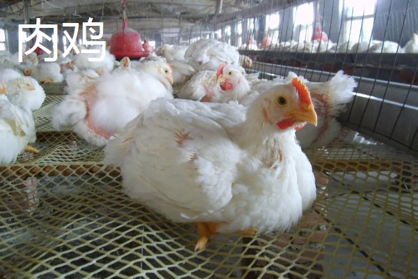 肉鸡与血鸡的区别，自然界分类与生活环境均不同