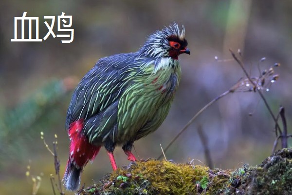 肉鸡与血鸡的区别，自然界分类与生活环境均不同