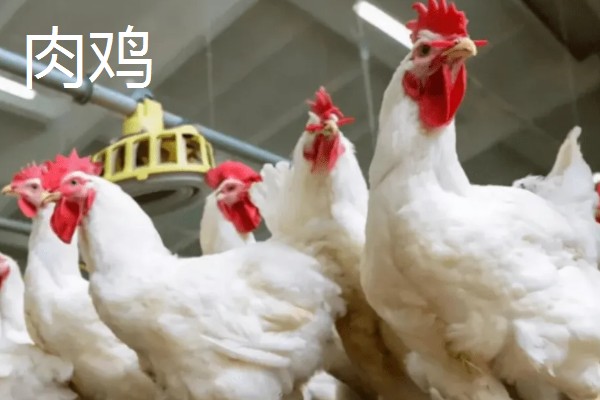 肉鸡与血鸡的区别，自然界分类与生活环境均不同