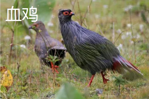 肉鸡与血鸡的区别，自然界分类与生活环境均不同